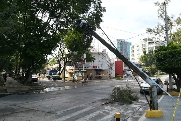 Retiran Rboles Ca Dos En Zapopan Y Guadalajara Ntr Guadalajara