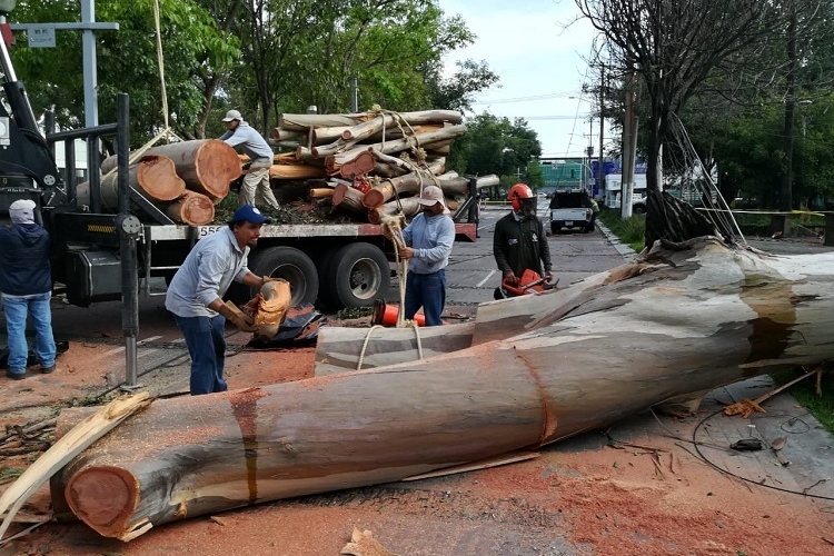 Retiran 59 árboles caídos en Zapopan y Guadalajara NTR Guadalajara