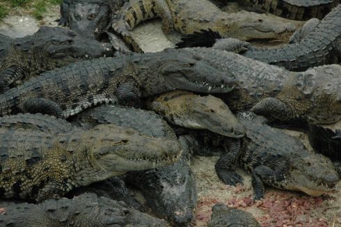 Industria del cocodrilo deja millonarias ganancias en Florida | NTR  Guadalajara