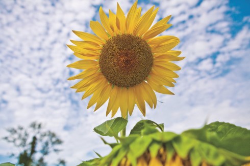 Impulsan la producción de girasol en la Ciénega | NTR Guadalajara