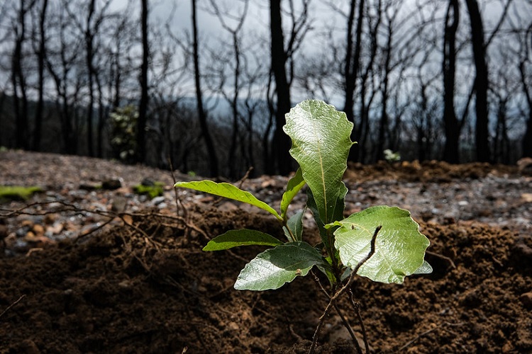 Reforestación del Bosque La Primavera al 60%
