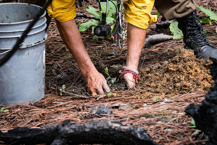 Reforestación del Bosque La Primavera al 60%