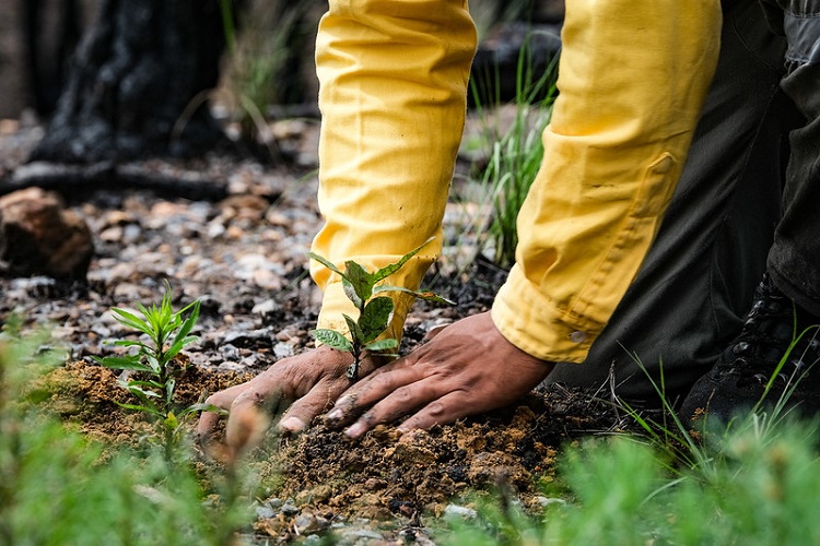 Reforestación del Bosque La Primavera al 60%