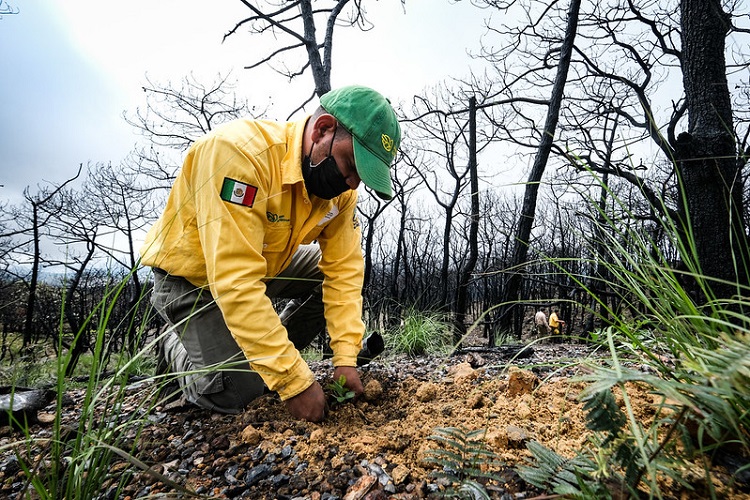 Reforestación del Bosque La Primavera al 60%