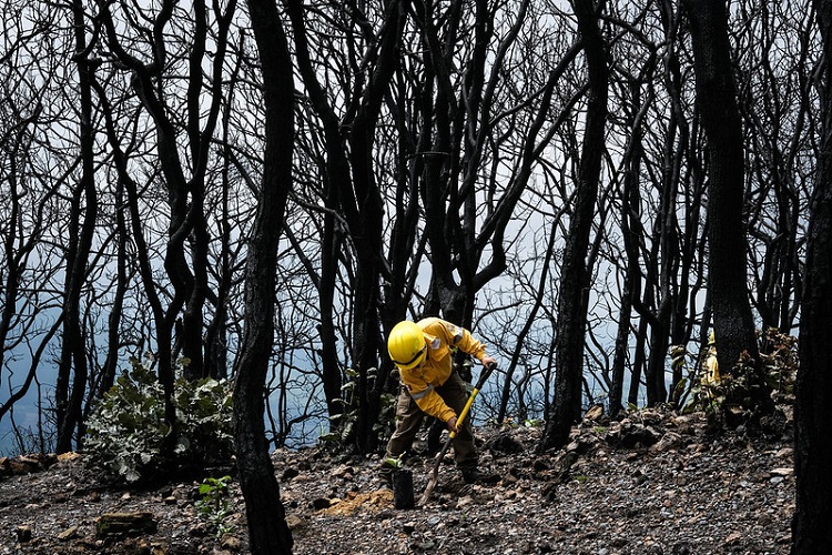 Reforestación del Bosque La Primavera al 60%