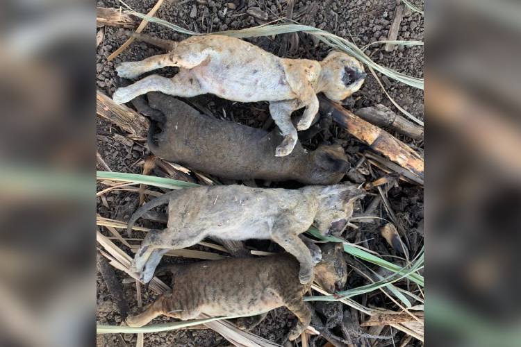 LO RECIENTE. Cazadores mataron a una pequeña manada de pecaríes hace dos semanas. (Foto: Especial)