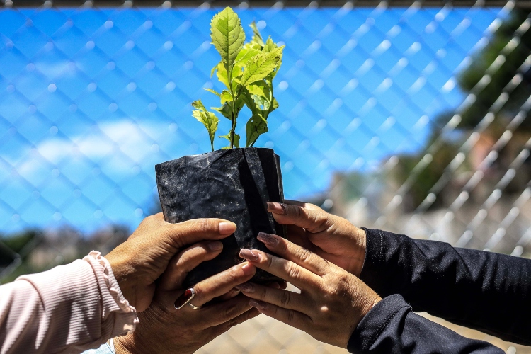 Sembrar un ecosistema