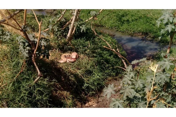 CONTAMINADO. Al cauce acuden animales domésticos a bañarse y saciar su sed. (Foto: Grisel Pajarito)