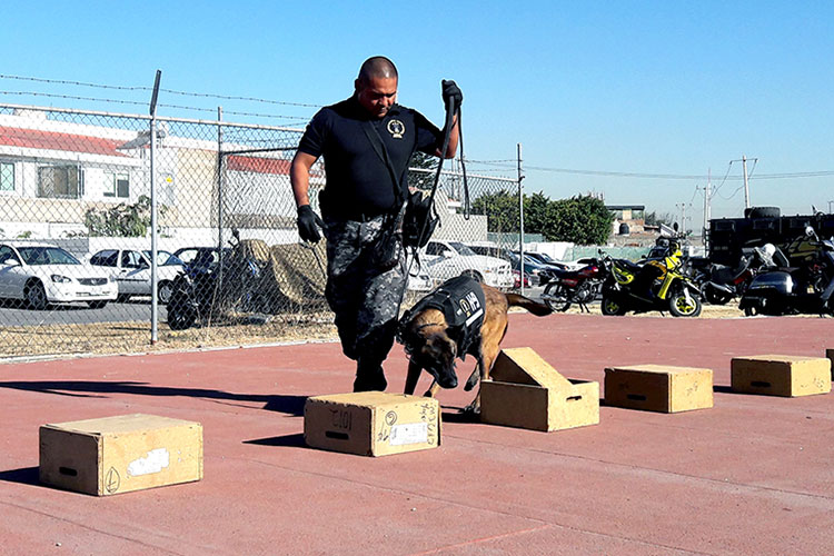 Unidad canina de fiscalía conformada por perros adoptados