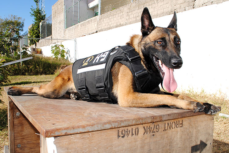 Unidad canina de fiscalía conformada por perros adoptados