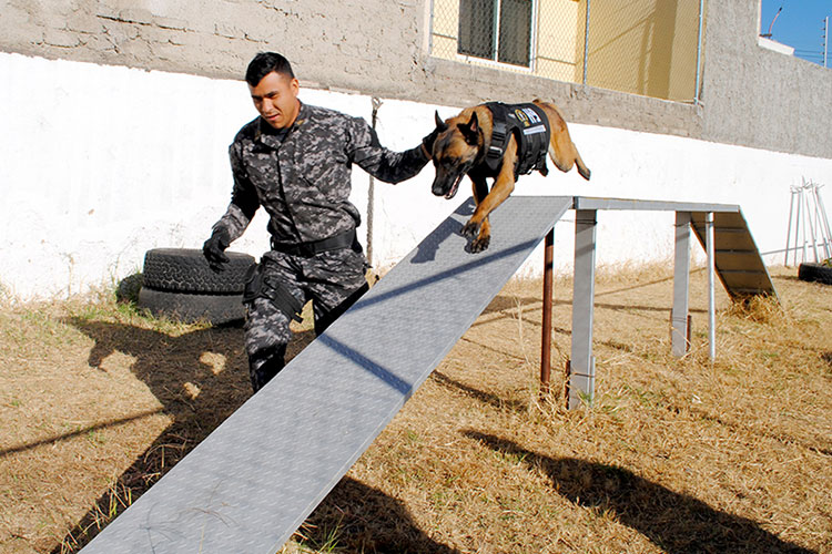Unidad canina de fiscalía conformada por perros adoptados